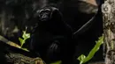 Primata terlihat dalam kandangnya di Taman Margasatwa Ragunan, Jakarta Selatan, Senin (20/4/2020). Selama sebulan diistirahatkan dari kunjungan warga, hewan-hewan itu tampak lebih bagus dan lebih fresh penampilannya. (Liputan6.com/Faizal Fanani)