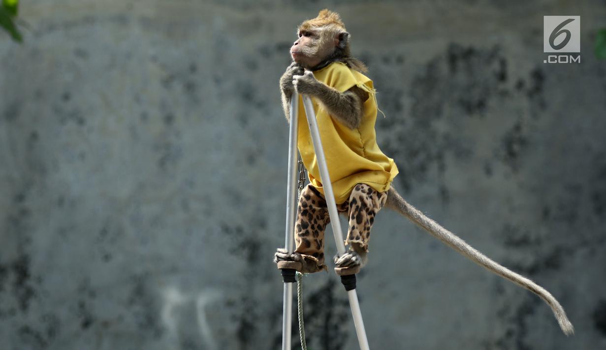 Seekor monyet melakukan atraksi di jalur Pantura Brebes, Jawa Tengah, Kamis (22/6). Kehadiran atraksi topeng monyet ini menjadi salah satu hiburan para pemudik yang hendak mudik ke kampung halamannya. (Liputan6.com/Gempur M Surya)