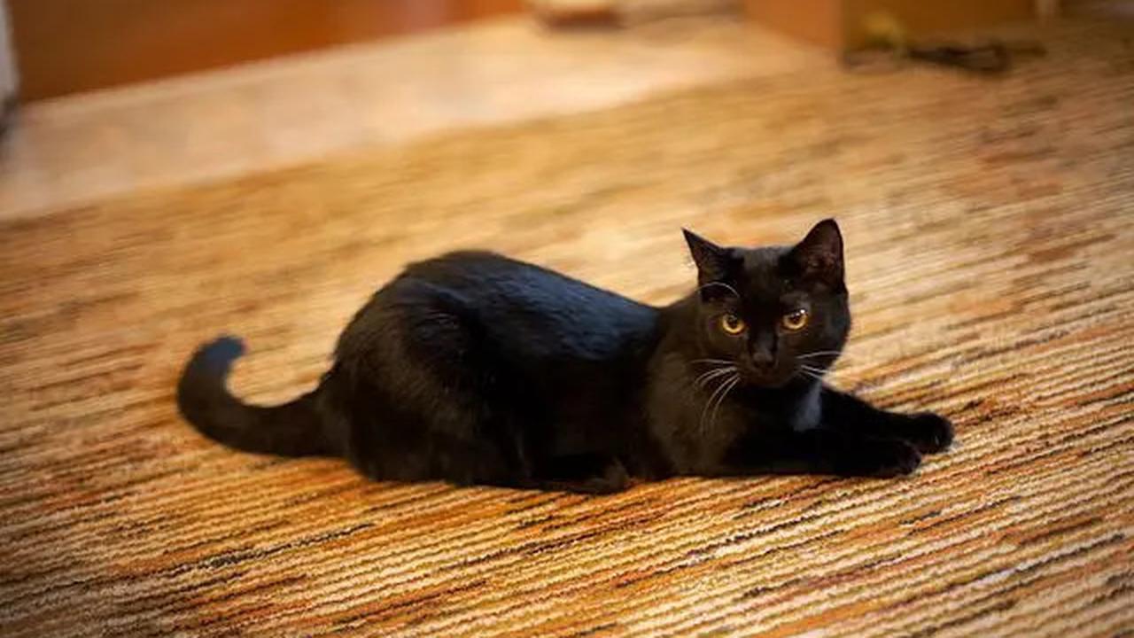 Ini Kucing Hitam yang Bantu Ilmuwan Temukan Virus Baru