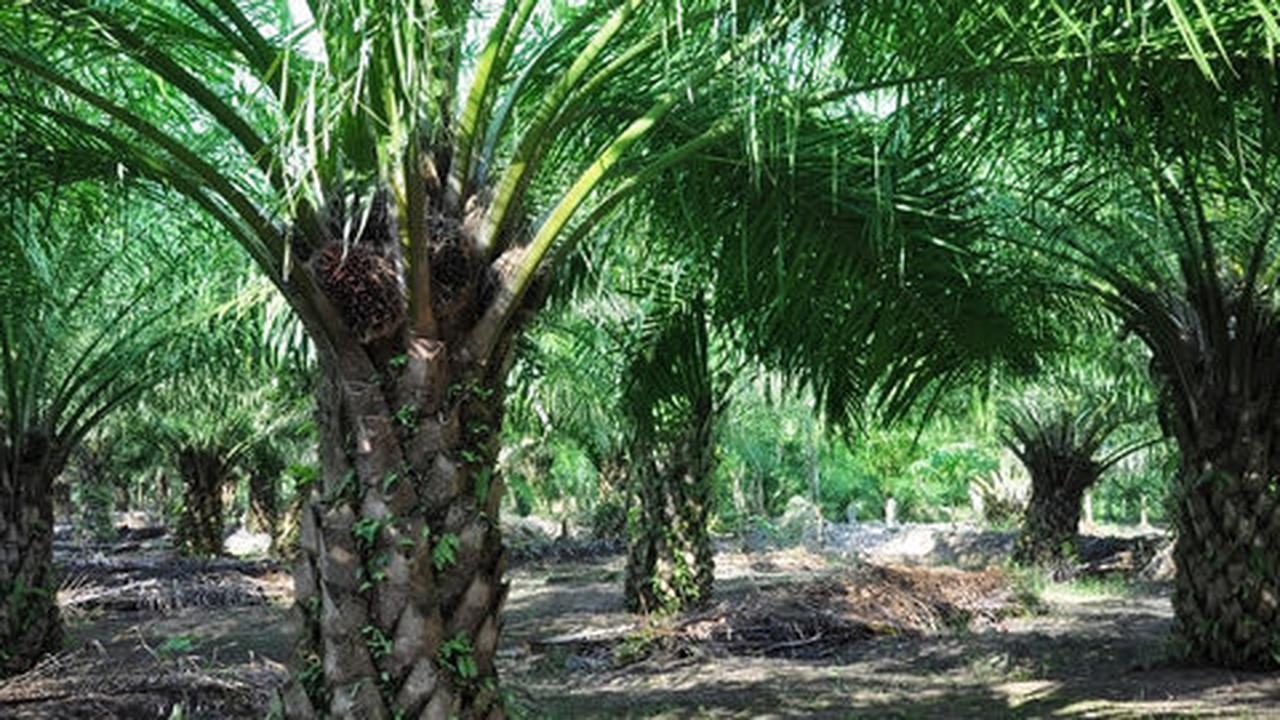 Target Asian Agri bangun pola kemitraan dengan petani sawit