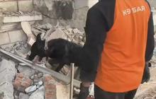 VIDEO: Momen Heroik Anjing Pelacak Polisi Indonesia Berjibaku Temukan Korban Gempa Myanmar