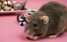 Cara Mengusir Tikus di Rumah Secara Efektif dan Aman