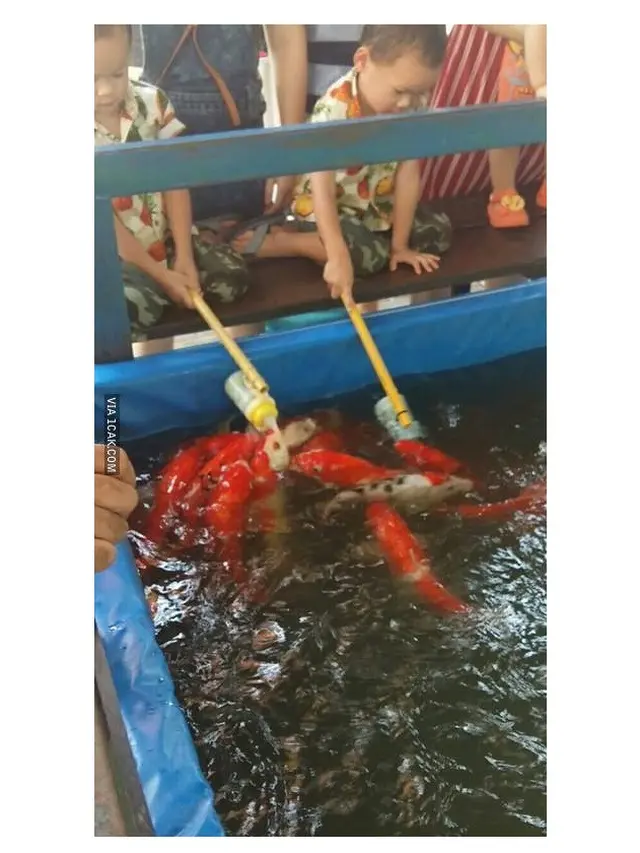 6 Kelakuan Absurd Kasih Makan Ikan Ini Bikin Geleng Kepala