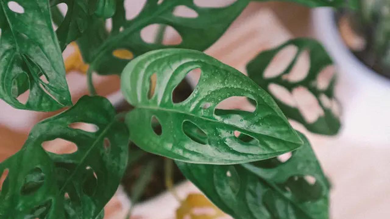 8 Tanaman Hias Daun Cantik yang Bisa Membuat Taman Rumah Lebih Segar