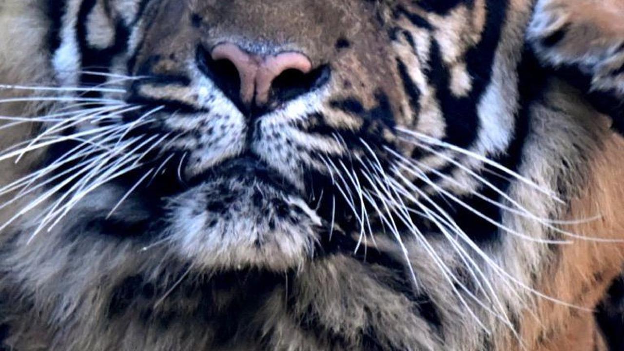 FOTO: Lucunya Kala, Bayi Harimau Sumatera yang Lahir di Kebun Binatang Roma