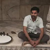 Kuil Karni Mata, Deshnoke, India. (Nicolas Economou/Bored Panda)