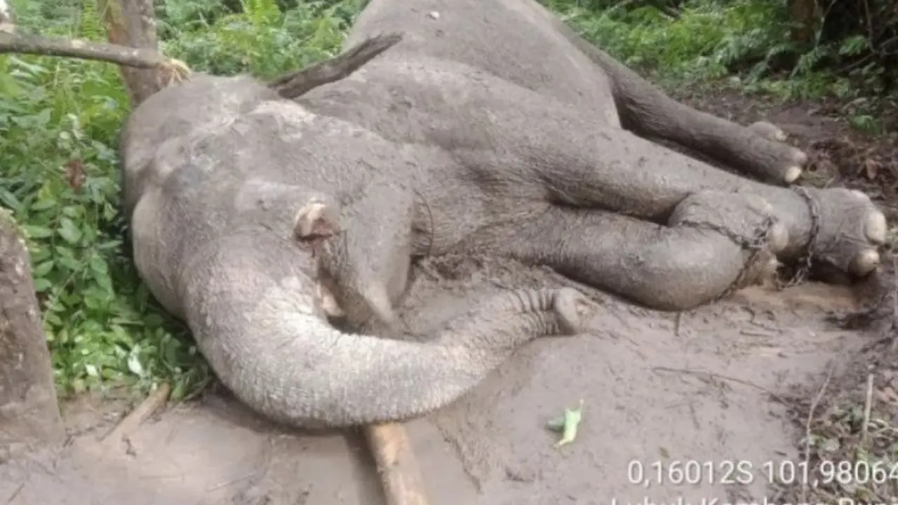 Gajah Mati