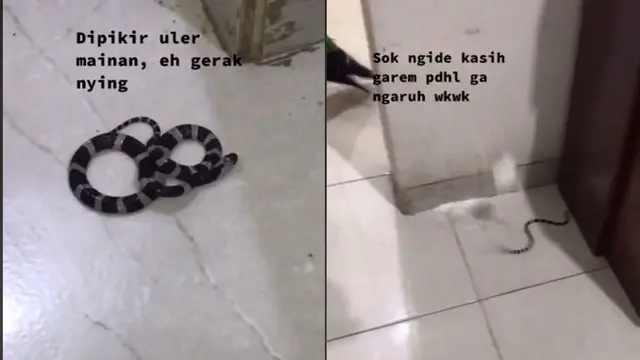 Viral Ular Weling Masuk Rumah, Awalnya Hanya Dikira Mainan