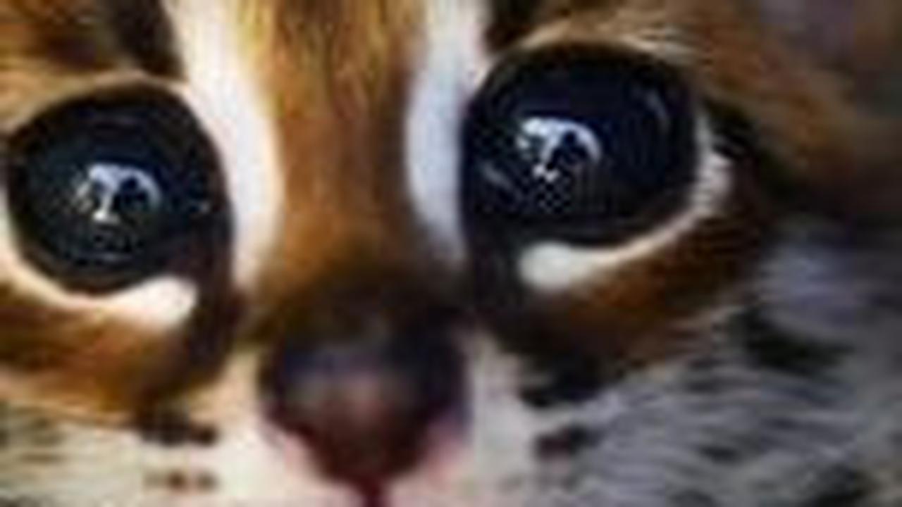 Mengenal Kucing Hutan Jawa atau Macan Akar<br>