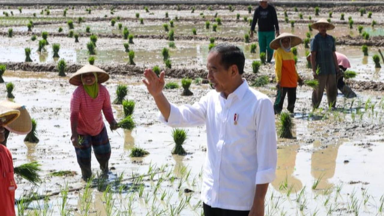 Alokasi Pupuk Subsidi Ditambah, Merauke Disiapkan Jadi Lumbung Pangan Nasional