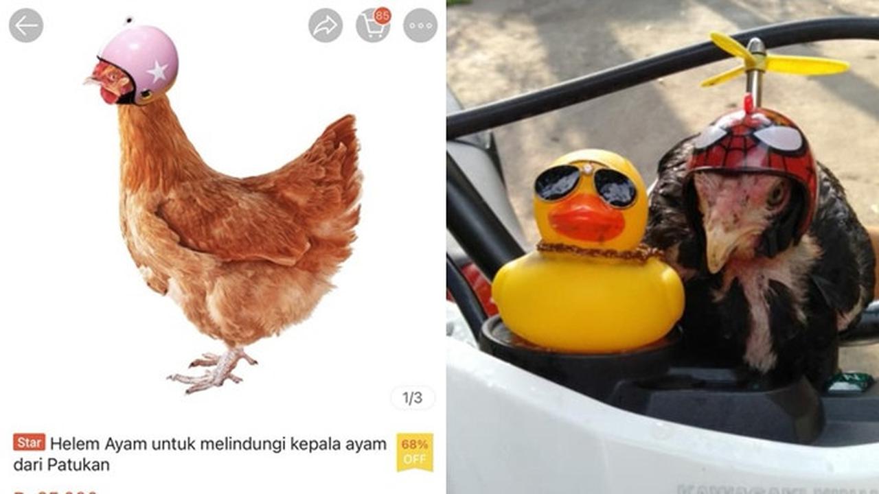 6 Helm untuk Ayam Ini Anti-mainstream, Bikin Ngakak