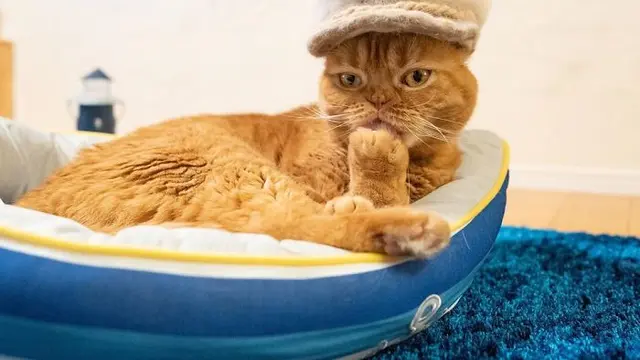 10 Potret Kucing Pakai Topi, Wajahnya Jadi Imut Banget