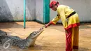 Seorang pawang menjinakan buaya ketika menampilkan atraksi bersama buaya di Taman Wisata Buaya, Cibarusah, Jawa Barat, Minggu (26/7/2015). Atraksi berlangsung pada hari Minggu mulai dari pukul 11:00 dan 14:00. (Liputan6.com/Faizal Fanani)