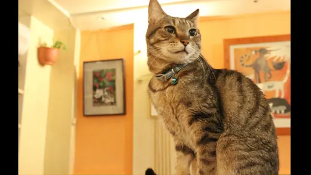 (c) en.rocketnews.com