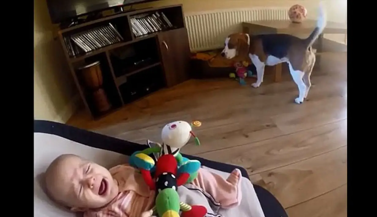 Seorang bayi lucu menangis saat mainannya diambil oleh seekor anjing (Youtube.com)