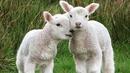 Tingkah Menggemaskan Anak Kambing Imut  Fashion Fimela com