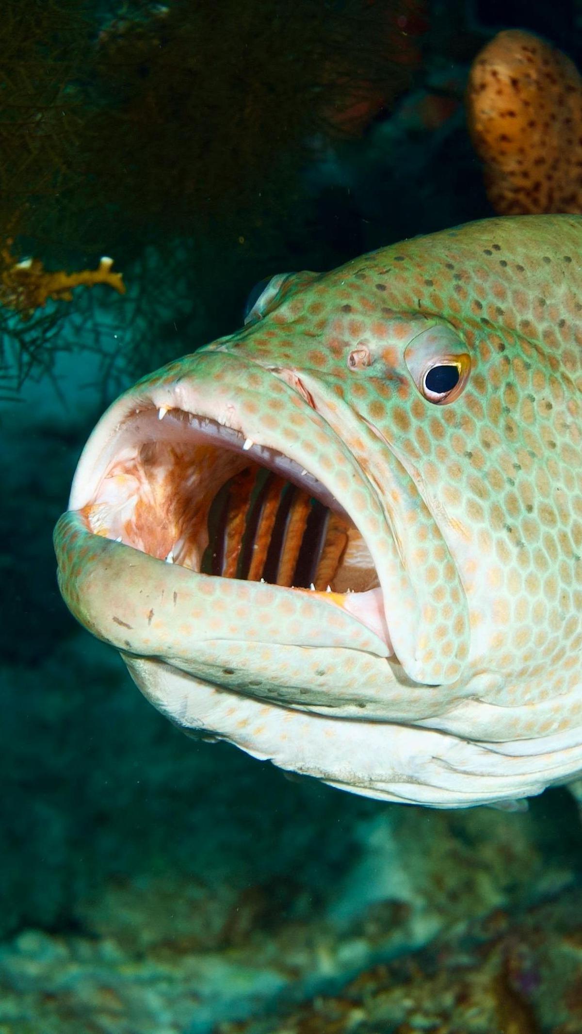 <b>Ikan Grouper</b>