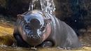 Bayi kuda nil kerdil jantan berusia dua hari mendinginkan diri dengan bermain air di Taipei Zoo, Taiwan, Senin (12/8/2019). (Sam YEH/AFP)