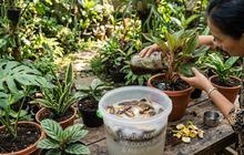 6 Trik Bikin Pupuk Alami Cuma Pakai Air Cucian Beras dan Kulit Pisang, Tanaman Lebih Subur