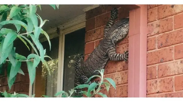 5 Kelakuan Reptil Saat Berada di Rumah Ini Bikin Geleng Kepala
