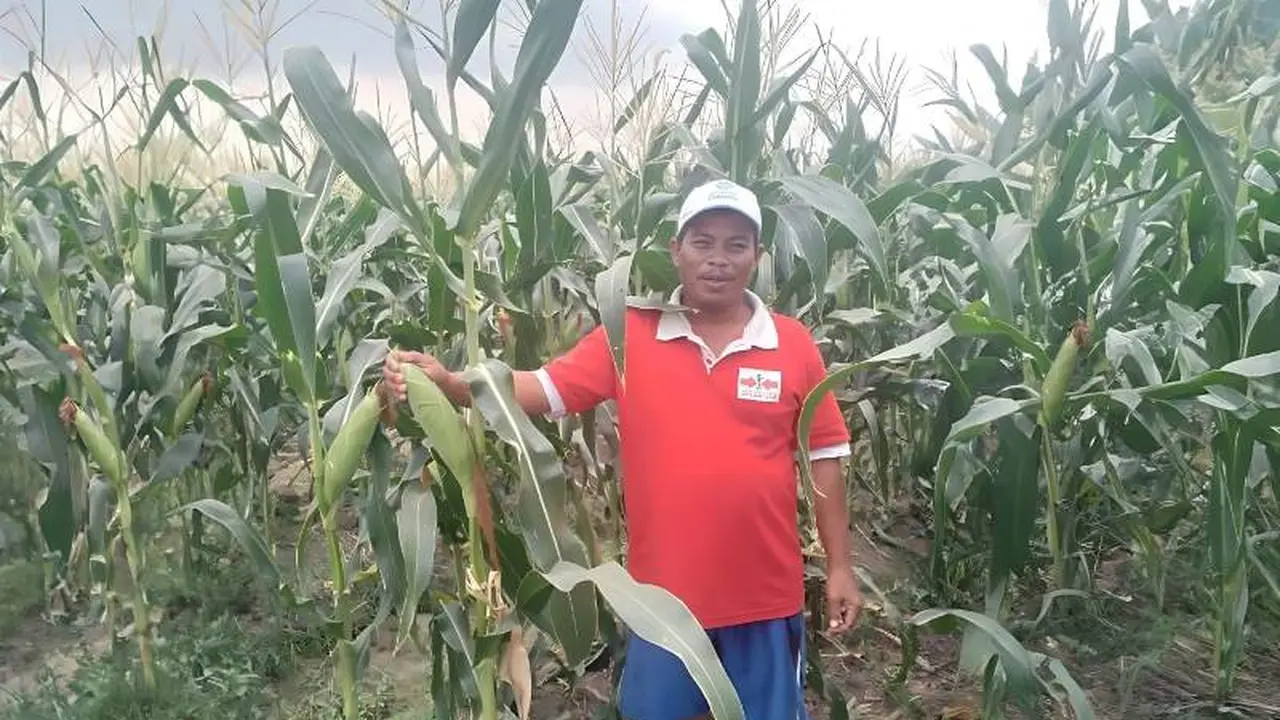 Benih Jagung Manis Berkualitas, Jadi Jawaban Keresahan Petani Menuju Panen yang Berkelanjutan