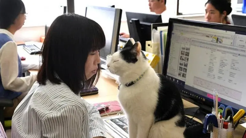 Perusahaan Ini Adopsi Kucing Liar untuk Tingkatkan Produktivitas Karyawan