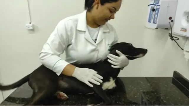 Aksi Anjing Datang ke Klinik Untuk Mendapatkan Pertolongan Ini Bikin Haru