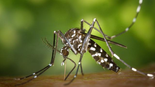 Aedes aegypti nyamuk Morfologi Aedes