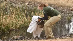 Humane Society International Crisis Response Specialist Kelly Donithan menyelamatkan koala yang terluka di Pulau Kanguru, Australia, 15 Januari 2020. Para pakar khawatir separuh dari 50.000 koala yang tinggal di Pulau Kanguru di Australia Selatan mati dalam kebakaran hebat. (PETER PARKS/AFP)