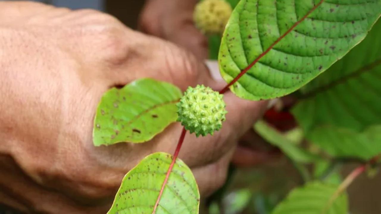 Apakah Kratom Bikin Kecanduan?<br>