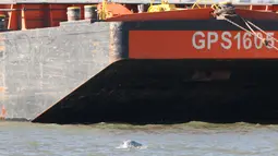 Penampakan seekor paus beluga atau paus putih yang muncul di permukaan Sungai Thames dekat Gravesend timur London, Rabu (26/9). Penampakan terakhir paus beluga di perairan Inggris terjadi pada tahun 2015 lalu. (AFP/Daniel LEAL-OLIVAS)