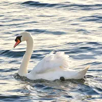 Ilustrasi Angsa/https://www.freepik.com/wirestock&nbsp;