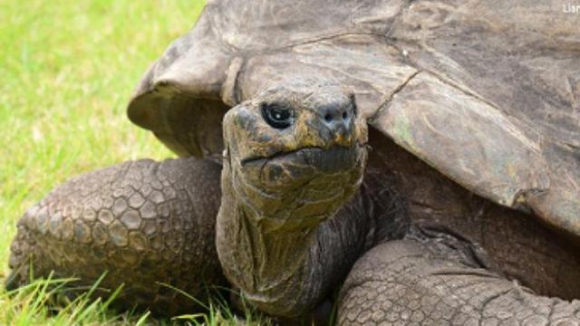 Hoaks April Mop Sempat Hebohkan Publik, Kura-Kura Tertua di Dunia Dipastikan Masih Hidup