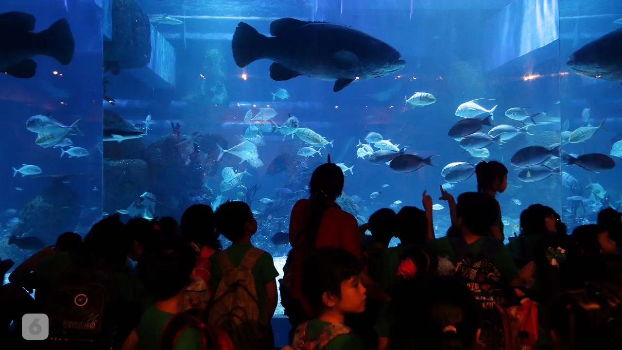 Ada Ikan Kerapu Raksasa Seberat 300 Kg di Jakarta Aquarium
