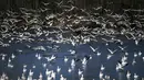 Sekawanan angsa salju terlihat di Kawasan Pengelolaan Satwa Liar Middle Creek, Lancaster County, Pennsylvania, Amerika Serikat, Sabtu (22/2/2020). Ribuan pengamat burung memenuhi Kawasan Pengelolaan Satwa Liar Middle Creek untuk menyaksikan migrasi angsa salju. (Xinhua/Qin Lang)