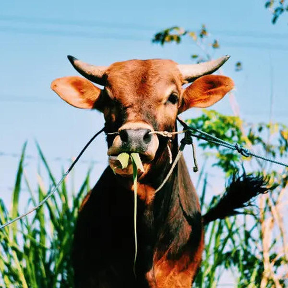 Sapi Kurban Mahal Presiden Prabowo di Mamuju Mati Mendadak, Kemungkinan Kena Racun