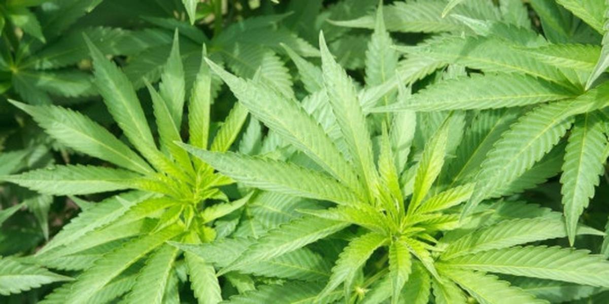 Jual ganja