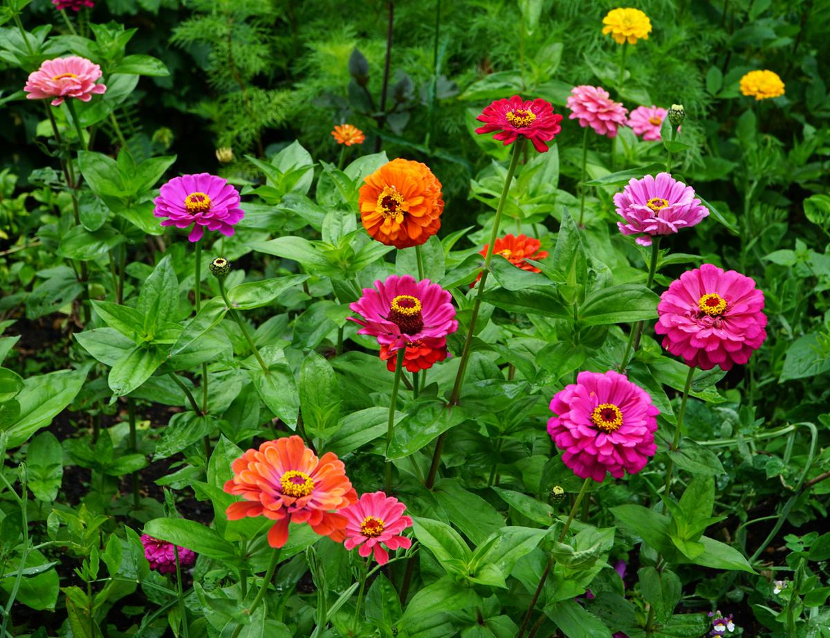 Zinnia