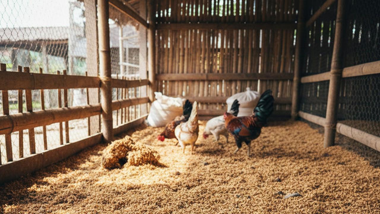 Alas kandang ayam
