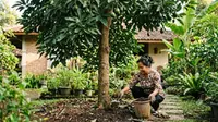 5 Pupuk Organik untuk Alpukat yang Sedang Belajar Berbuah, Nutrisi Alami agar Bunga Tidak Rontok