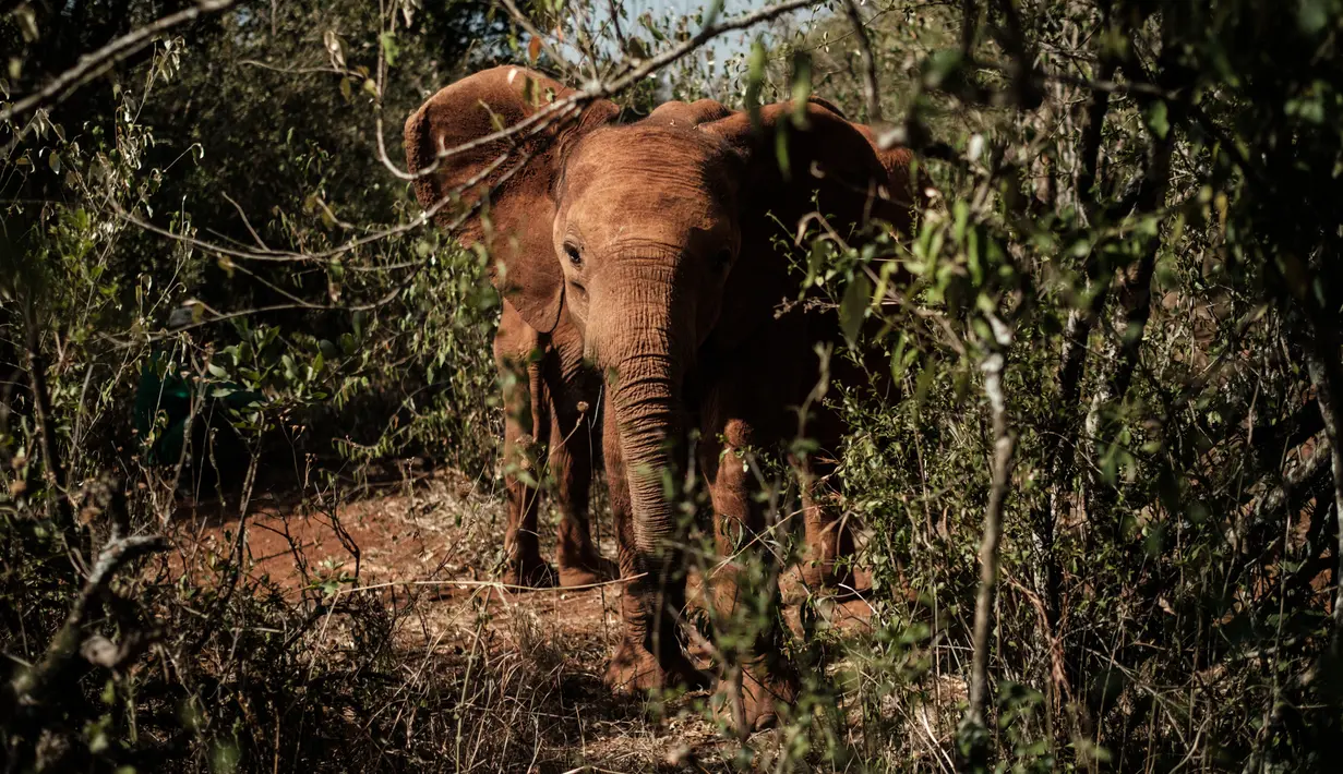 Gajah yatim piatu berjalan di panti asuhan gajah David Sheldrick Wildlife Trust di Nairobi, 12 Maret 2019. Bayi gajah piatu sulit dirawat karena hewan ini sepenuhnya bergantung pada susu induknya selama dua tahun pertama hidupnya. (Yasuyoshi CHIBA/AFP)