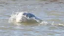 Seekor paus beluga atau paus putih muncul di permukaan Sungai Thames dekat Gravesend timur London, Rabu (26/9). Pengamat mengatakan, habitat mamalia laut ini ada di Arktik yang jaraknya mencapai ratusan mil dari lokasi ditemukan. (AFP/Daniel LEAL-OLIVAS)