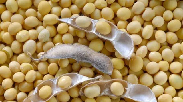 Protein Kedelai dan Kolesterol