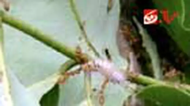 Perangi Ulat Bulu dengan Semut Merah