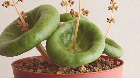 7 Tanaman Hias Unik Yang Bakal Ngetren Tahun Ini Lifestyle Fimela Com