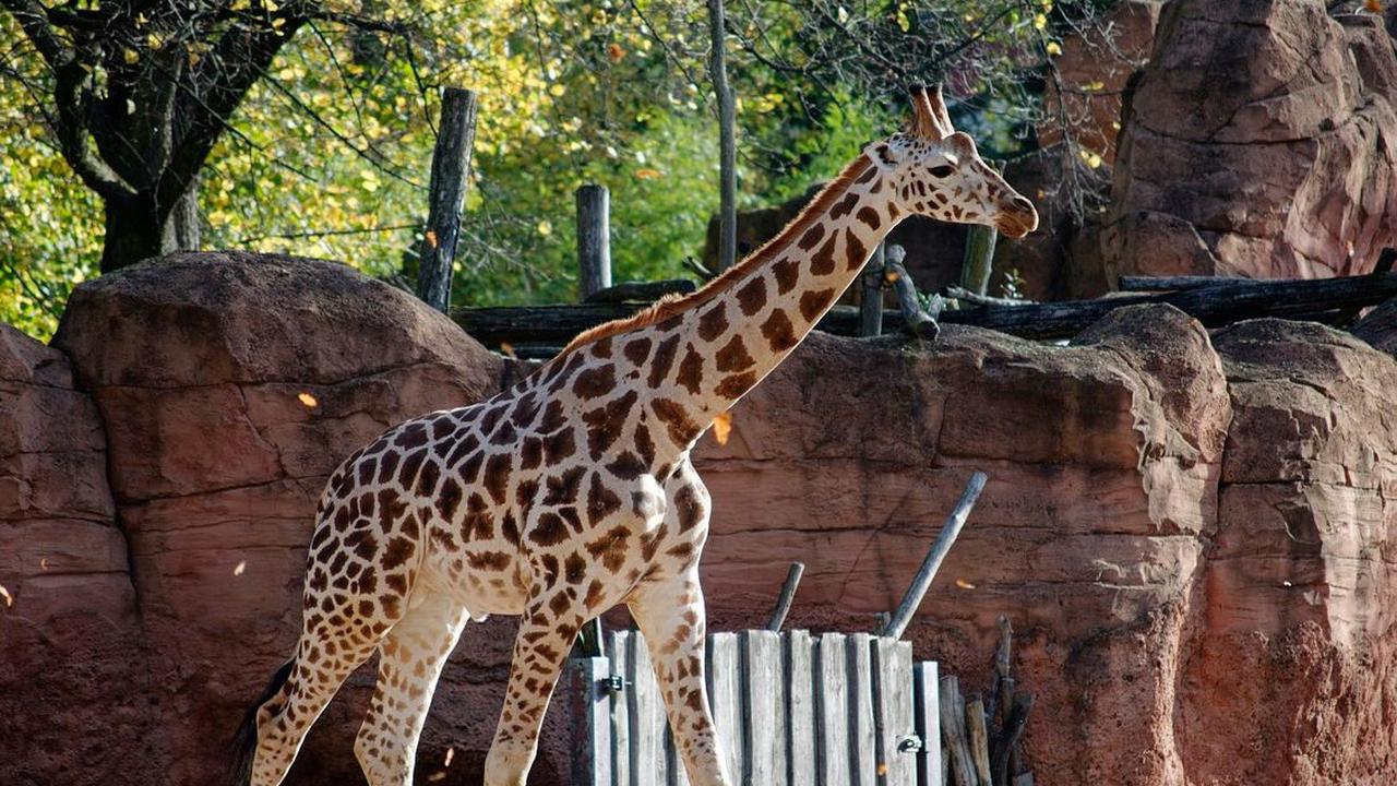3. Suraloka Zoo