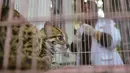 Macan akar atau kucing hutan hasil sitaan berada dalam kandang Balai Konservasi Sumber Daya Alam (BKSDA) Aceh di Banda Aceh, Kamis (26/9/2019). BKSDA Aceh menyita macan akar, burung elang tikus dan rangkong badak yang merupakan satwa langka dan dilindungi peliharaan warga. (CHAIDEER MAHYUDDIN/AFP)