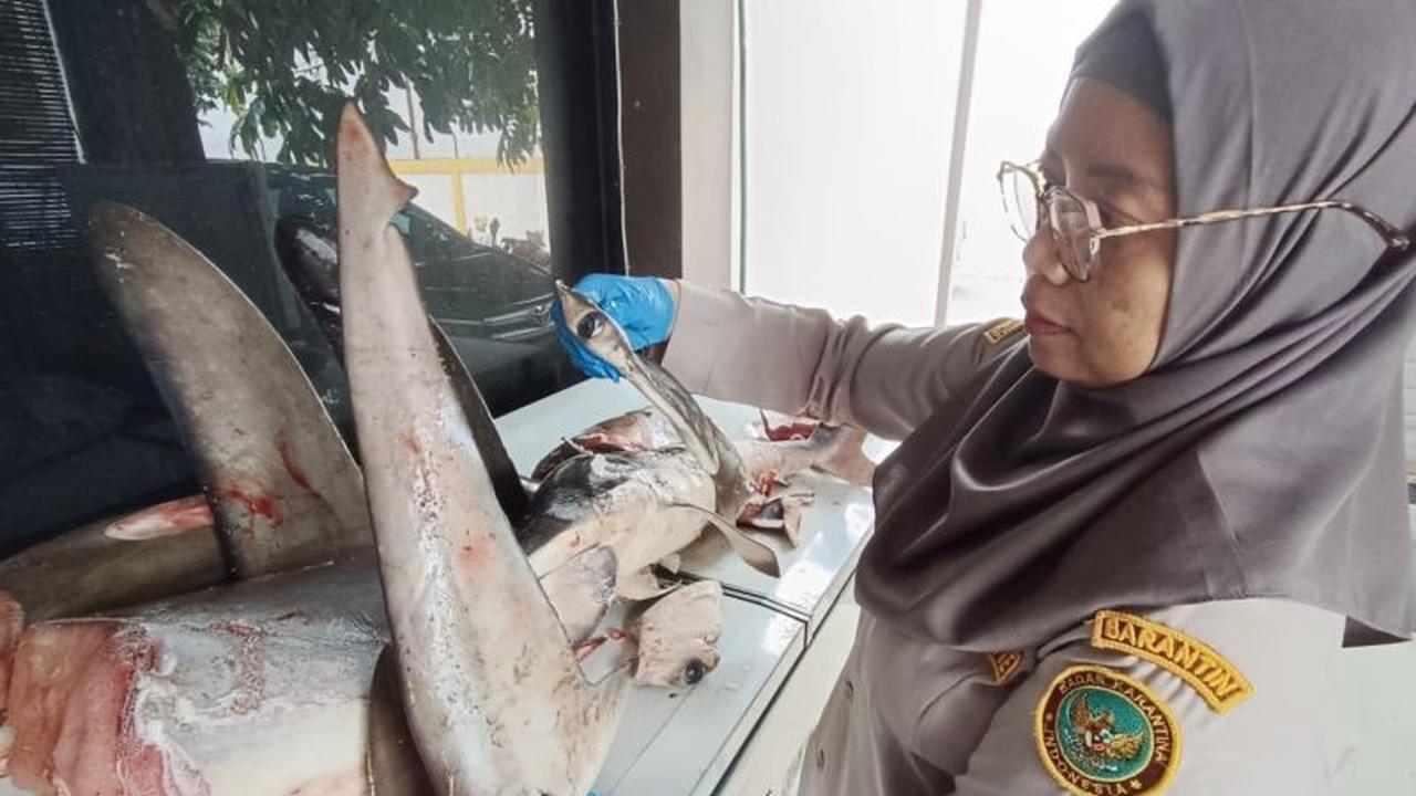 Karantina Banyuwangi Gagalkan Penyelundupan 120 Kg Hiu Langka, Terungkap Modus Baru