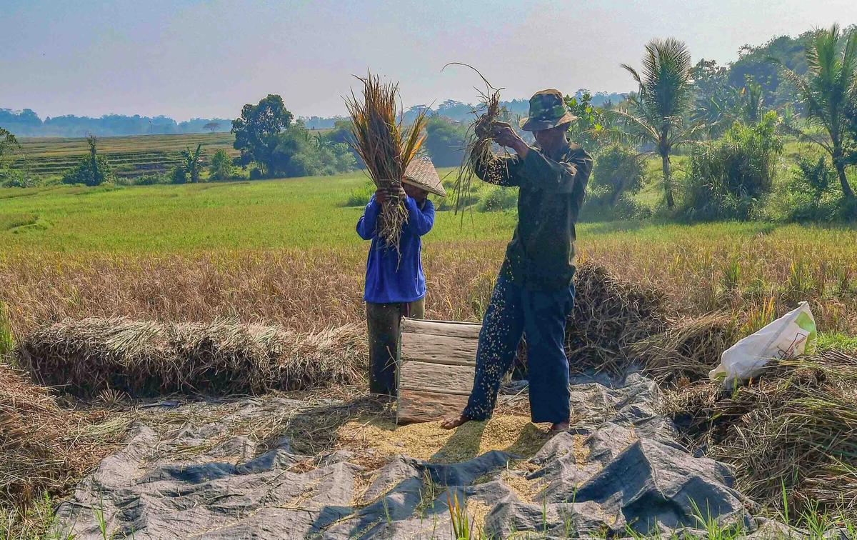 FOTO: Wereng dan Kekeringan Picu Gagal Panen di Jonggol