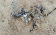 Dalam Sepekan, 4 Penyu Ditemukan Mati Secara Misteris Terdampar di Area Pantai di Gunungkidul